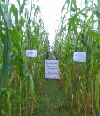 Agronomy-maize1